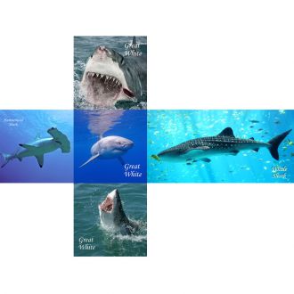 V-cube Requins 2x2
