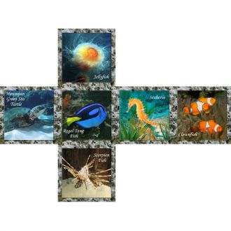 V-Cube animaux marins