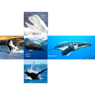 V-cube Baleines 2x2