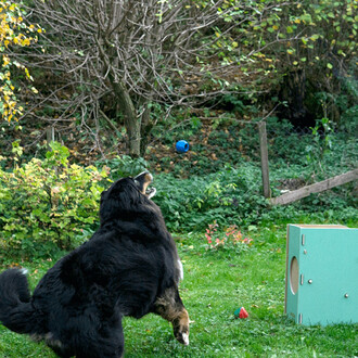 Un chien noir et brun sauté en l'air pour attraper une balle bleue projetée par un lance-balles vert, entouré de verdure et d'arbres en arrière-plan.