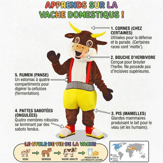 Mascotte de vache rigolote en costume marron et blanc avec cornes jaunes et langue dehors, portant bretelles rouges et short jaune, illustration pédagogique sur le cycle de vie et les organes de la vache domestique (rumen, pis, pattes sabotées).